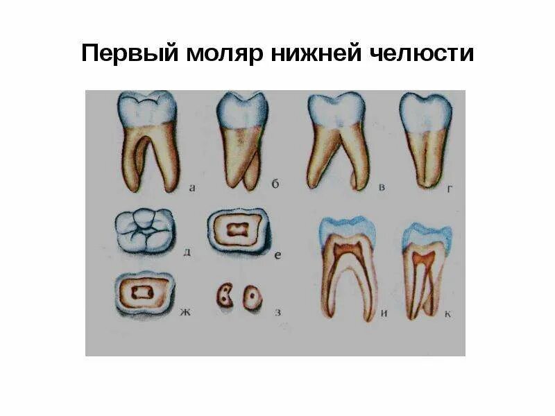 1 моляр нижней челюсти