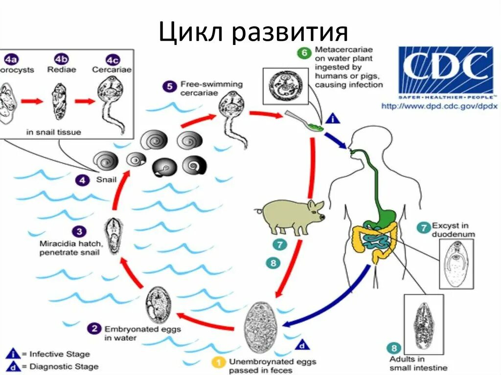 Жизненный цикл гельминтов схема. Жизненный цикл гельминтов в организме человека. Циклы развития гельминтов схема. Стадии развития гельминтов схема.