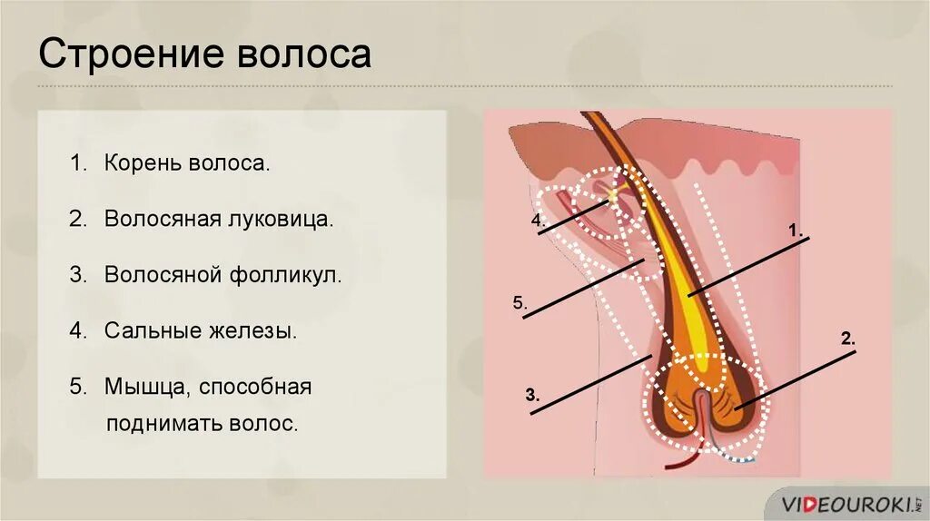 Презентация кожа 9 класс. Строение и функции волосяной луковицы. Волосяной фолликул функции. Строение волосяного фолликула схема. Строение кожи волосяной фолликул.