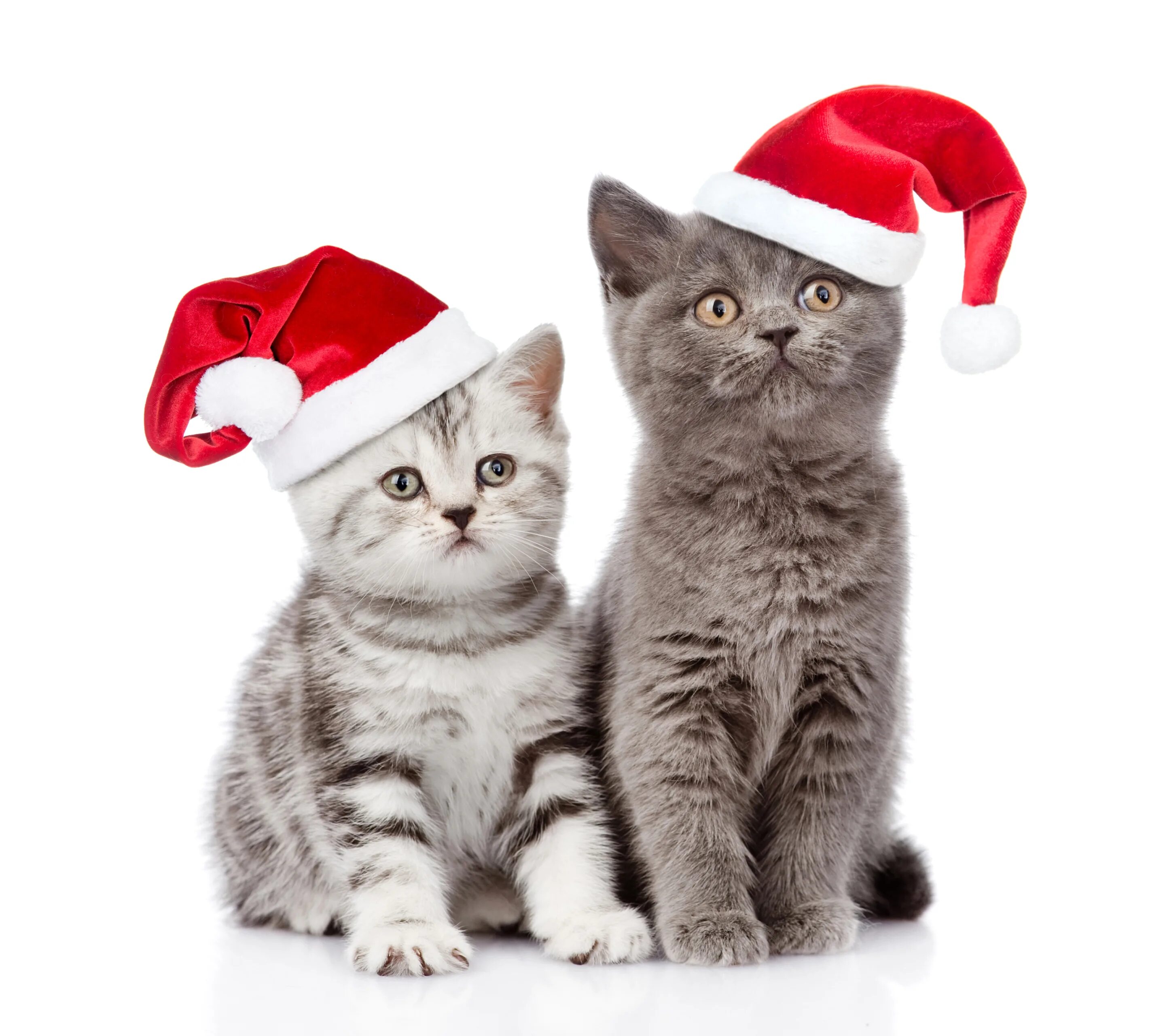 Кошечка последний. Новогодний котик. Котик в новогодней шапочке. Котята в новогодних шапочках. Коты в новогодних шапках.
