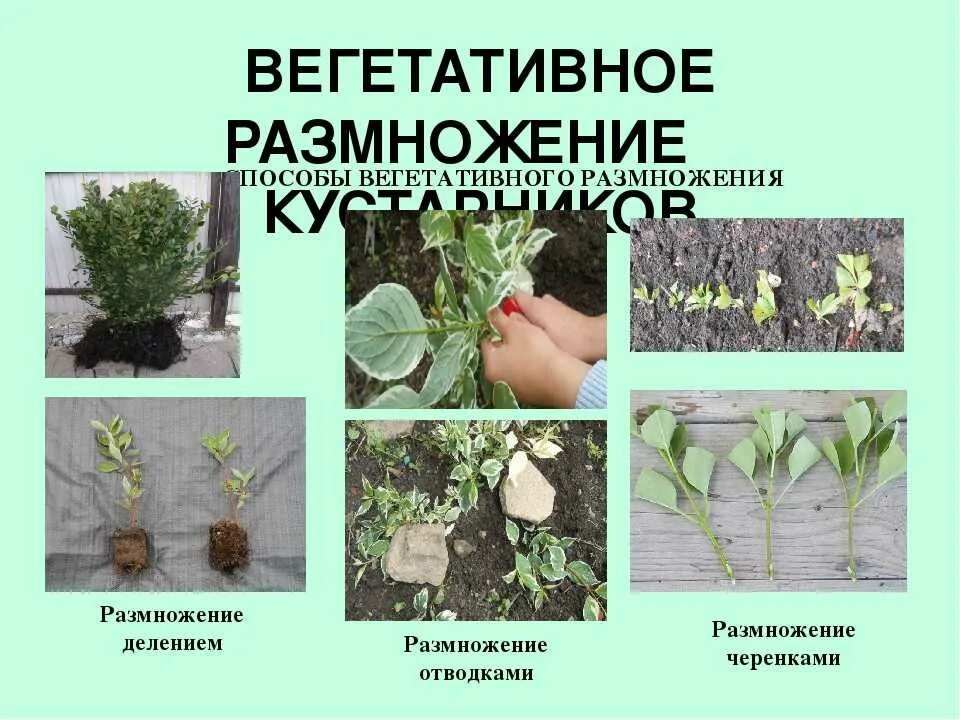 1 размножение деревьев и кустарников. Способы размножения кустарников. способы вегетативного размножения деревьев и кустарников. вегетативное размножение кустарников. размножение тюльпанов.