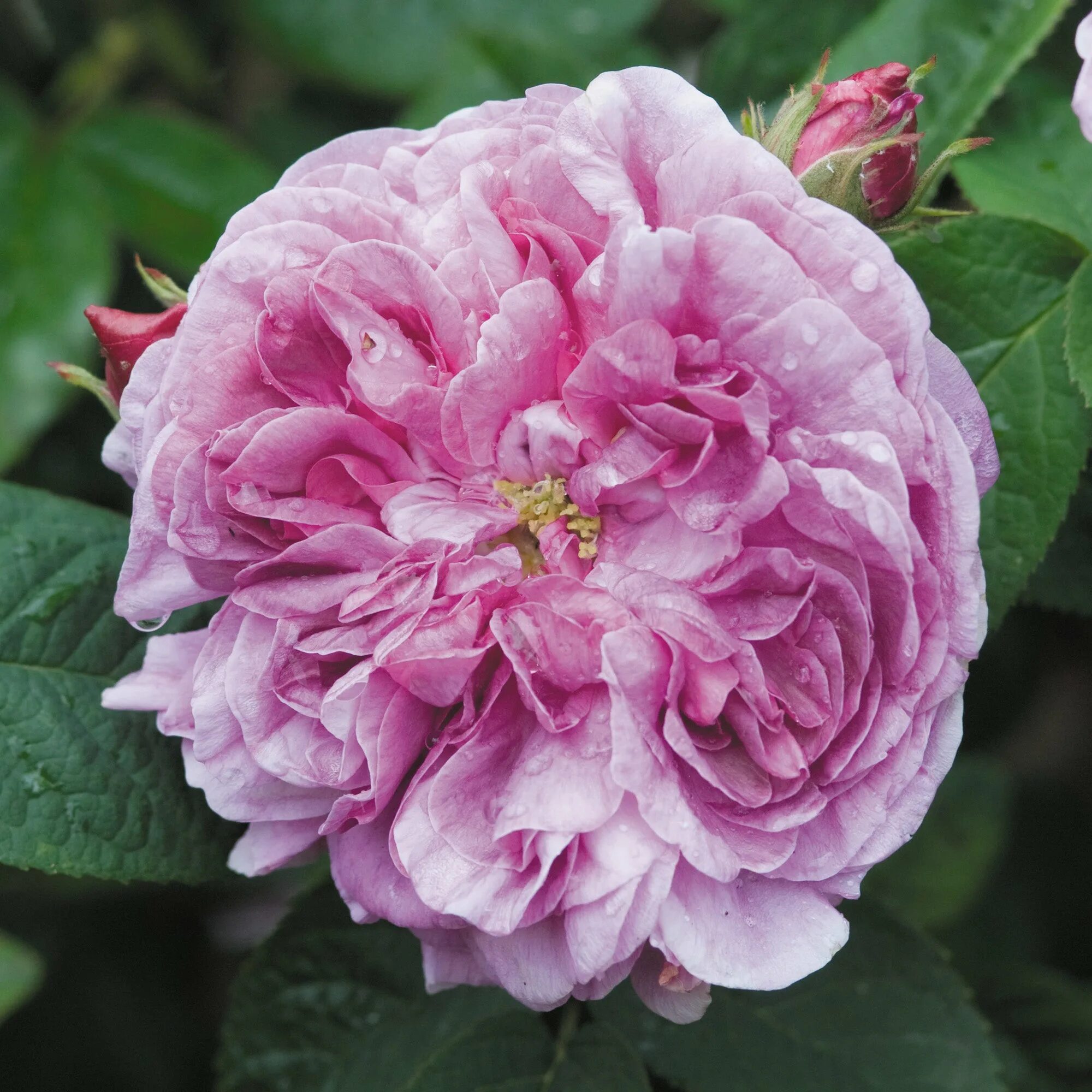 Роза чайно-гибридная олд ромео. Роза мадам серайз фото. Old rose. Чернилонк остен роза. Засохшая роза.