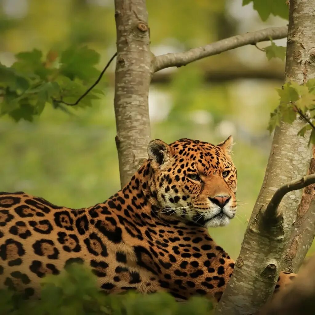 День ягуара. День ягуара. Международный день ягуара открытка. День ягуара 29 ноября картинки. Всемирный день ягуара.