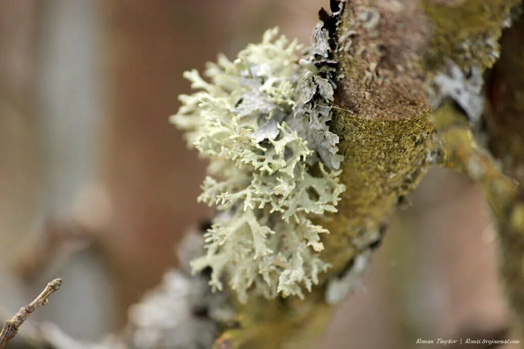 Pseudevernia furfuracea. Фисция звездчатая. Псевдоэверния зернистая. Пармелия лишайник. Лишайник physcia.
