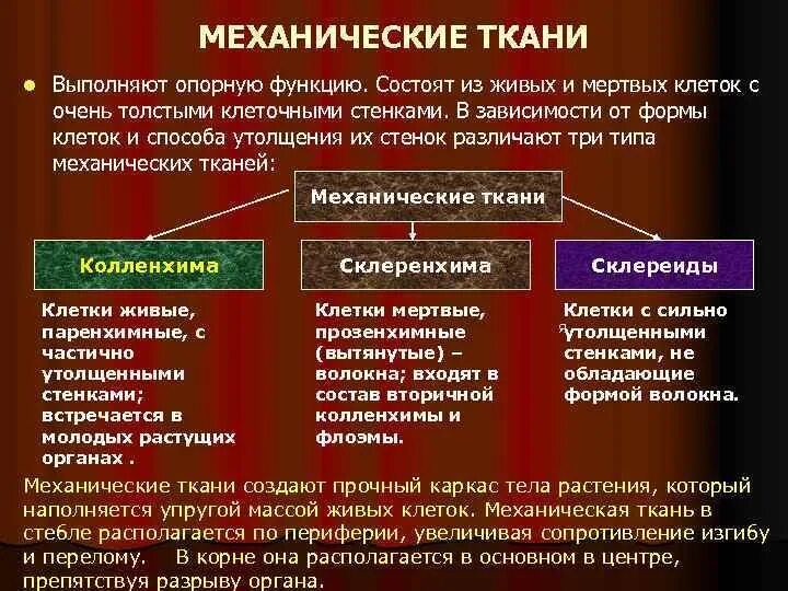 Ткань выполняющая опорную функцию организма. Какая ткань выполняет опорную функцию. Ткани которые выполняют опорную функцию. Механические ткани выполняют. Ткани выполняющие опорную функцию у растений.