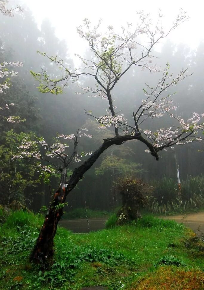 Raining tree