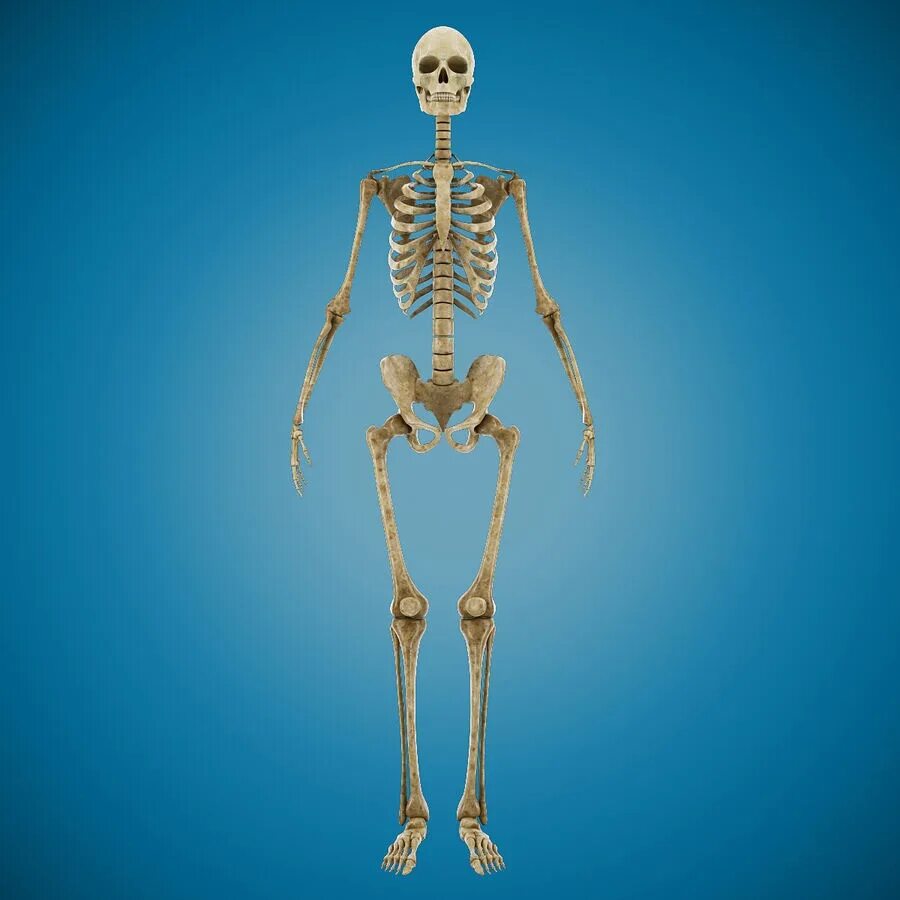 Ds3 Skeleton. Человеческий скелет. Скелет человека 3д. Скелет 3д модель.