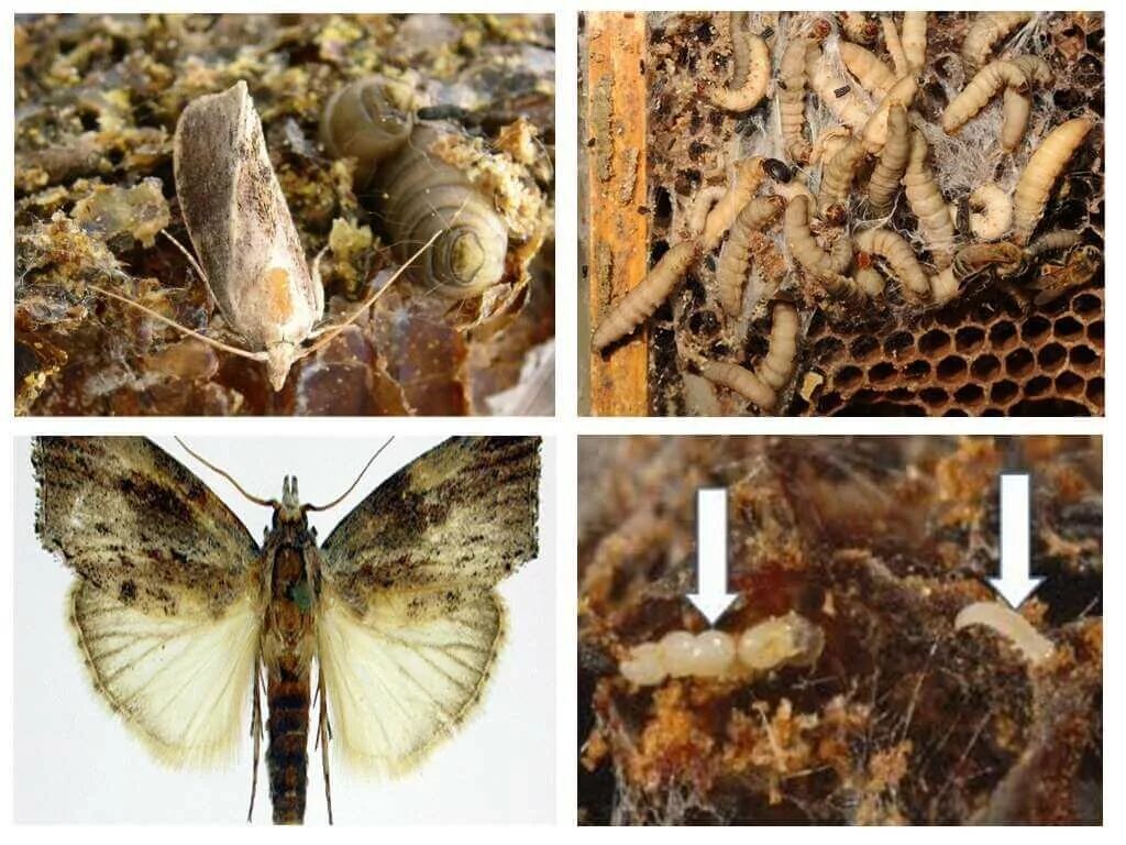 Личинки восковой моли (огневкой). Большая восковая моль огневка. Восковая огневка. Огневка пчелиная восковая моль.