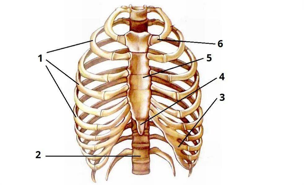 Сколько ребер у человека у женщин. Анатомия грудной клетки: Грудина. Грудная клетка, рёбра, Грудина. Анатомия ребер грудной клетки. Скелет грудной клетки анатомия.