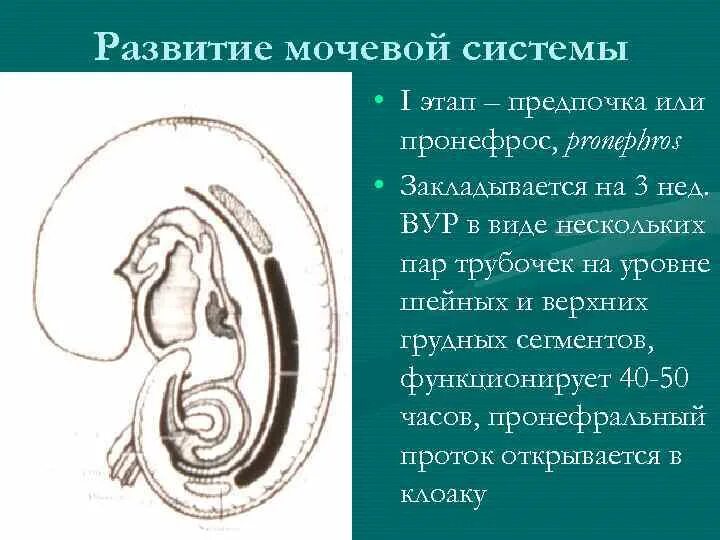 Развитие мочевыделительной системы. Источник развития мочеполовой системы. источник развития мочевыделительной системы. этапы развития мочевыделительной системы. развитие органов мочевыделительной системы.