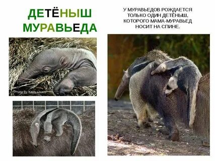 Почему низшие млекопитающие донашивают детеныша в сумке
