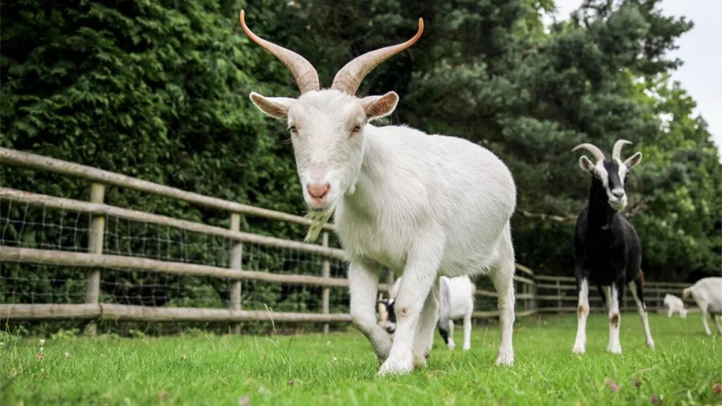 Домашний скот. Мрс мелкий рогатый скот. Крупно рогатый мелко рогатый. Коровы быки крупный рогатый скот. Крс картинки.