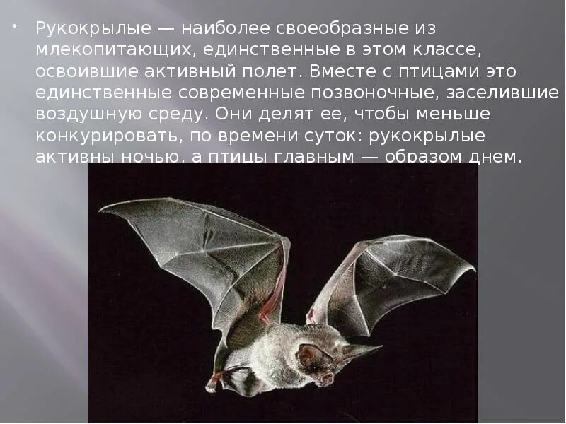 Кто из млекопитающих способен к активному полету