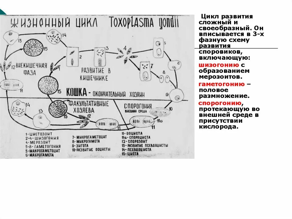 Жизненный цикл токсоплазмы спорогония. Цикл развития токсоплазмы схема. Токсоплазма жизненный цикл. Спорогония схема.