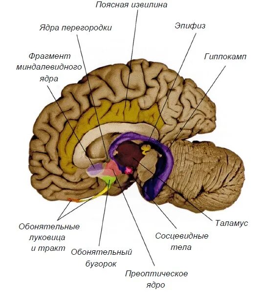 Обонятельные доли мозга. Поясная извилина головного мозга. Гиппокамп поясная извилина. Лимбическая система зубчатая извилина.