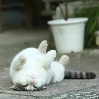 Кошка подтягивается