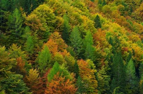 Forest species