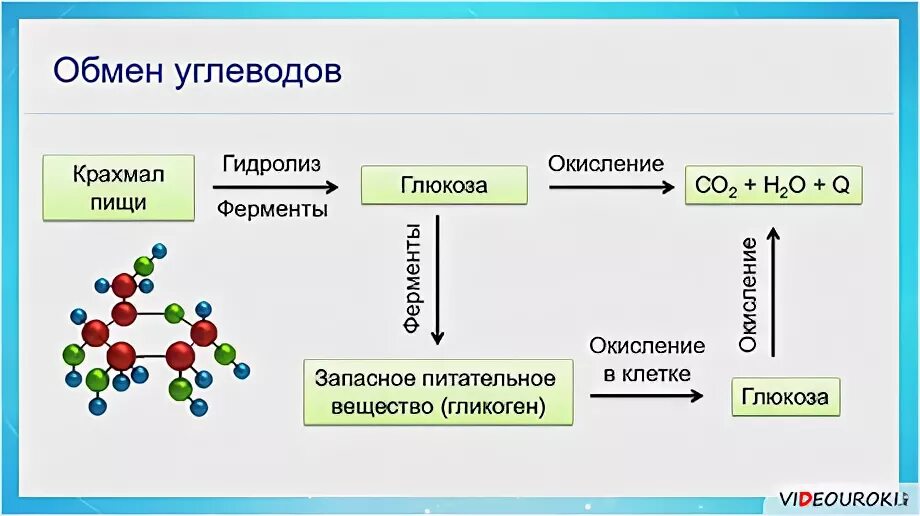 К неорганическим веществам клетки относятся жиры белки