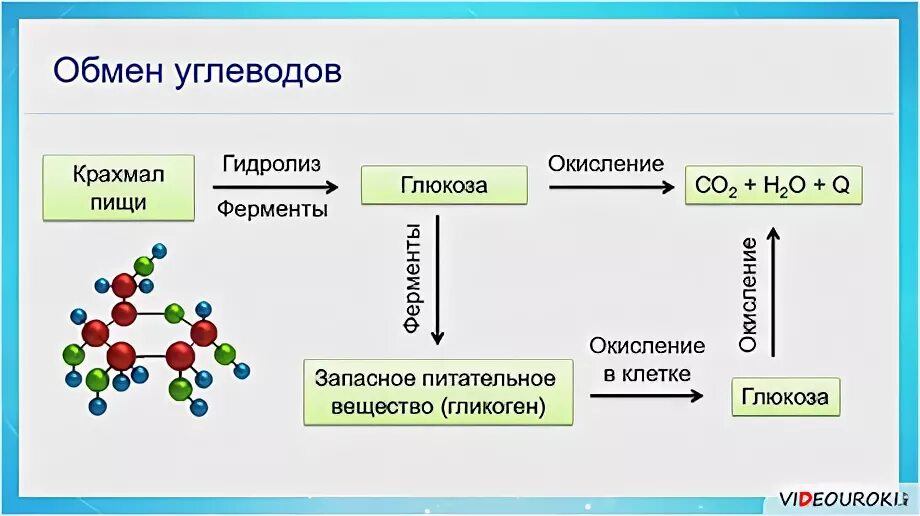 Какие вещества образуются при гидролизе белков. Обмен углеводов биохимия. Промежуточный обмен углеводов. Схема обмена углеводов химия. Гидролиз органических веществ в организме человека.