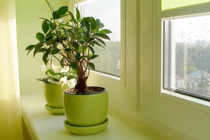 Комнатные цветы на подоконнике фото Comment décorer les rebords de fenêtres  Elle Décoration Rebord de fenêtre, D
