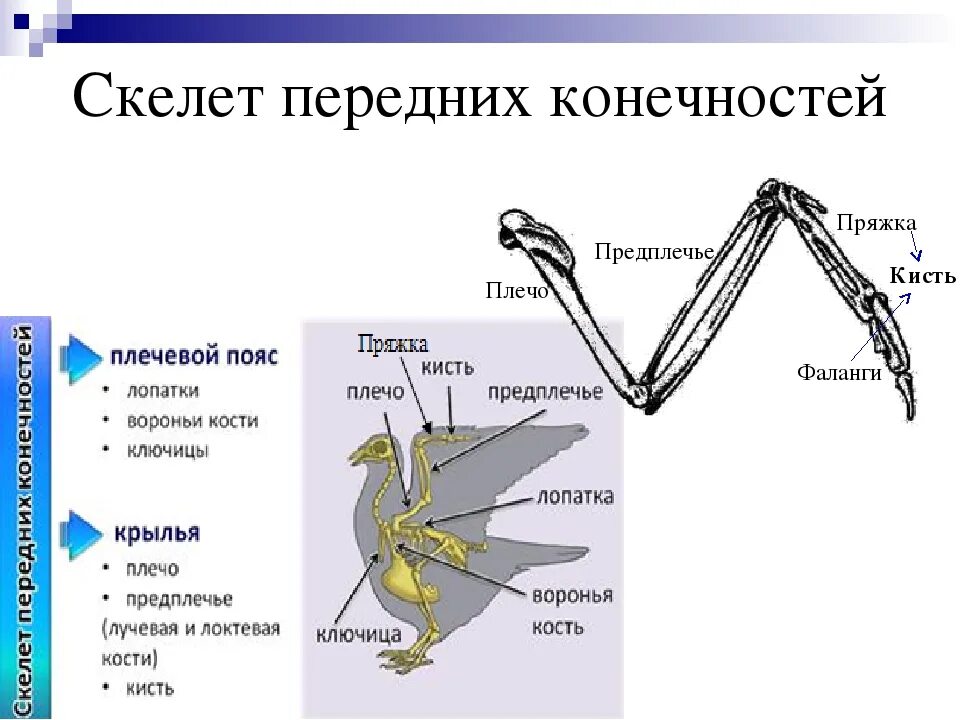 Скелет птицы строение пояс задних конечности. Кости пояса передних конечностей у птиц. Кости пояса задних конечностей у птиц.