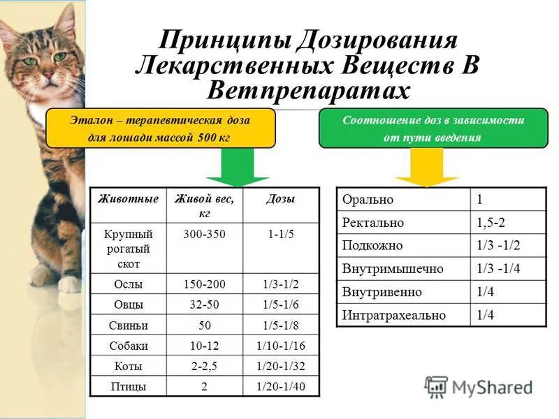 ветеринарка дозировка препаратов. зоонорм пробиотик, 5 доз. таблица дозировки лекарственных средств в ветеринарии. дозировки ветеринарных препаратов. окситоцин ветеринарный инструкция.