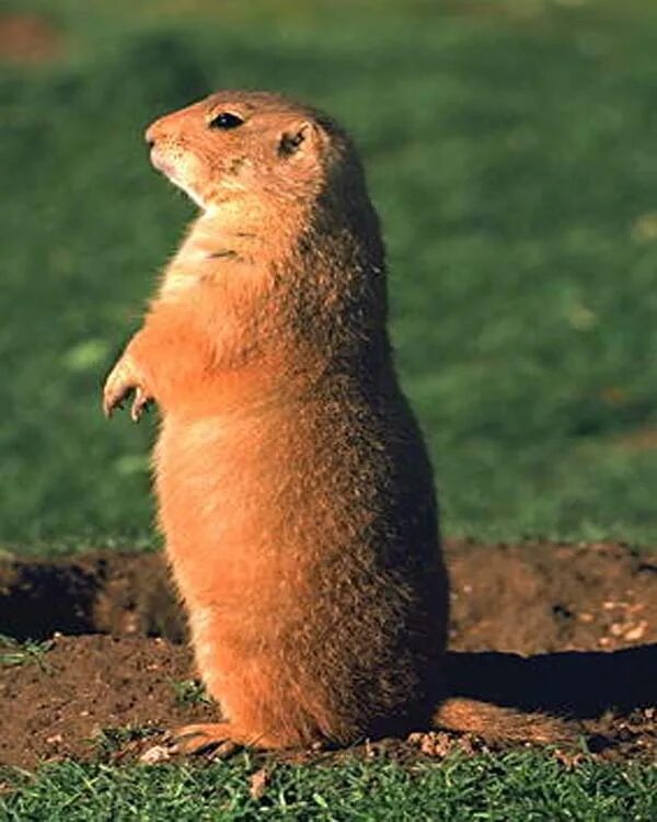 малоазиатский суслик. желтый суслик spermophilus fulvus. большой суслик (spermophilus major). название сусликов. имуранка горный алтай.