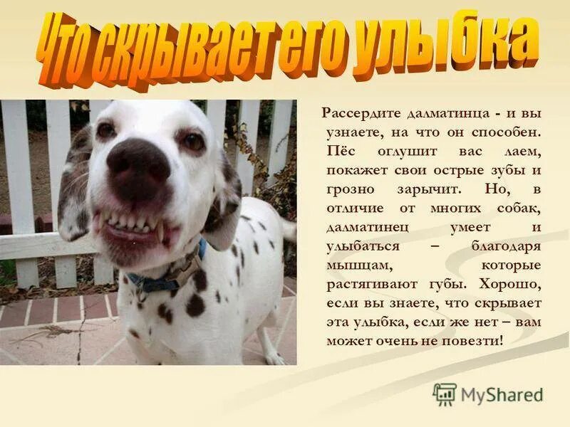 Клички далматинцев