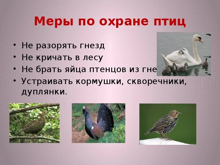 Охрана птиц. Охрана птиц в природе. Охрана птиц для детей. Охрана птиц в России.