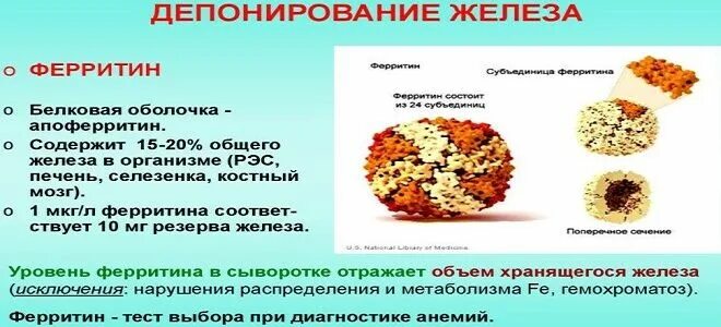 Повышенный ферритин симптомы причины. Железо ферритин продукты. низкий ферритин. диета для повышения ферритина у женщин. соотношение железа и ферритина.
