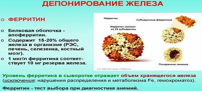 Ферритин железо продукты. Низкий ферритин. Диета для повышения ферритина у женщин. Соотношение железа и ферритина. Понижен ферритин в крови у женщин причины