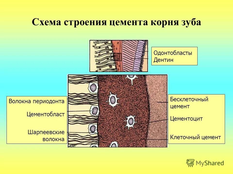 Гистологическое строение цемента. Строение цемента гистология. Строение цемента зуба. Строение цемента зуба гистология. Функции тканей зубов