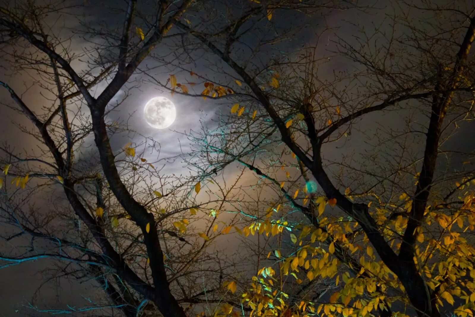 Осенняя ночь. Поздняя осень ночь. Ноябрь ночь. Осенняя Луна. Осенняя ночь сентябрь