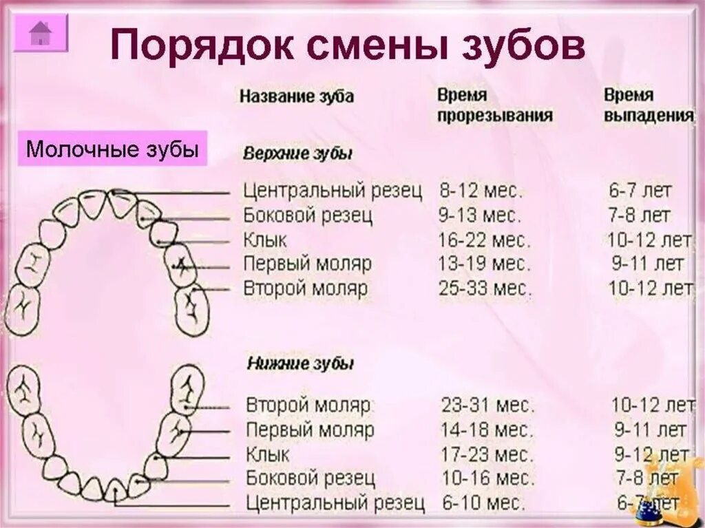 Почему выпал зуб у взрослого. 4 Зуб снизу когда выпадает. Зубы у детей схема прорезывания молочных. Сроки прорезывания зубов молочных у младенцев. Схема молочных зубов у детей сроки прорезывания.