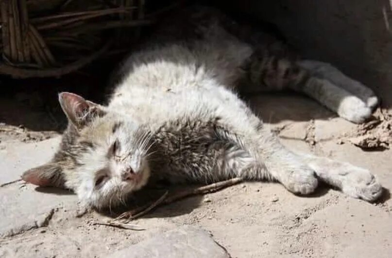 Страдающий кот. Бездомный кот. Изуродованные бездомные кошки. Грязный кот. Больные бездомные котята.