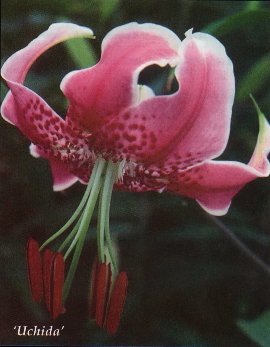 Лилия прекрасная рубрум. Лилия Специозум рубрум. Speciosum Uchida Лилия. Лилия speciosum rubrum. Spec. Rubrum Лилия.