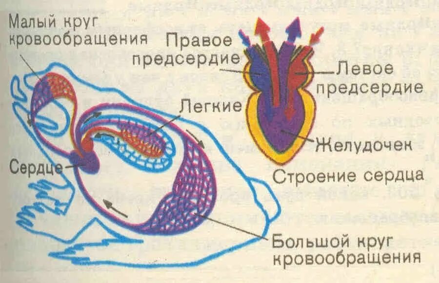 Сколько кровообращения у лягушек