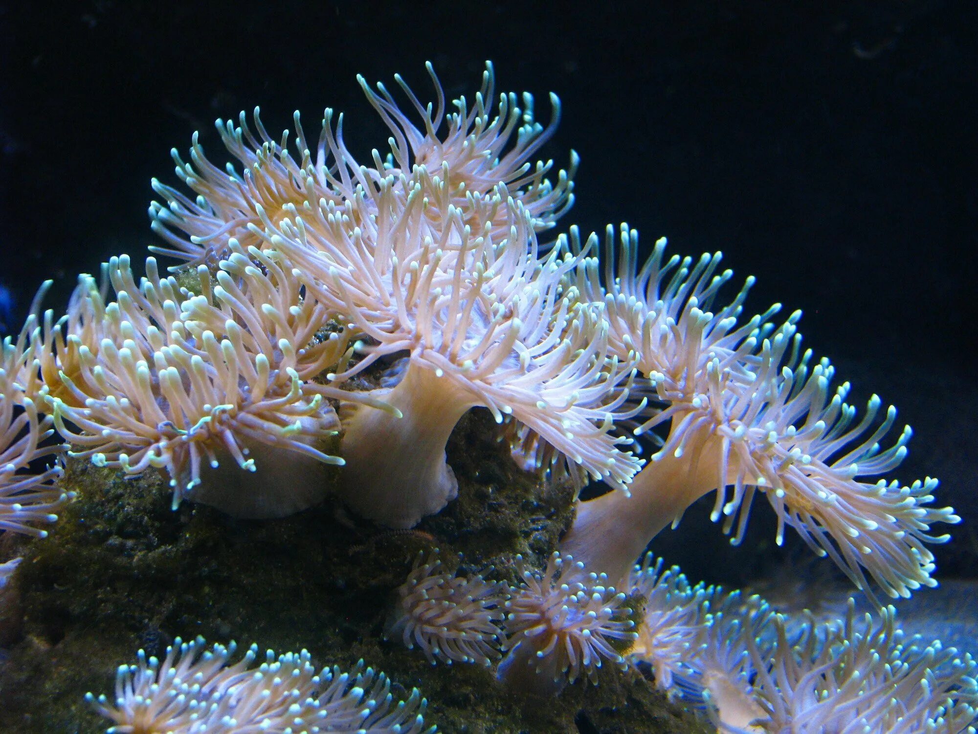 Коралл актиния. Коралловые полипы актиния. Актиния Кишечнополостные. Гидроидные актиния.