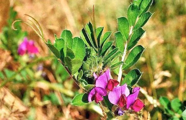 Бобовое растение вика фото Hairy Vetch Vicia villosa YouTube