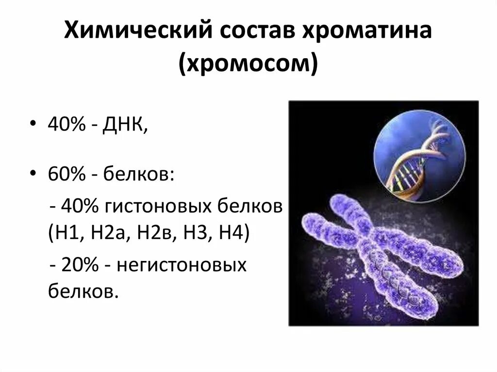 Все хромосомы кроме половых. Структура хромосомы эукариот. Химический состав хроматина. Строение хроматина и хромосомы. Химическая организация хромосом эукариот.