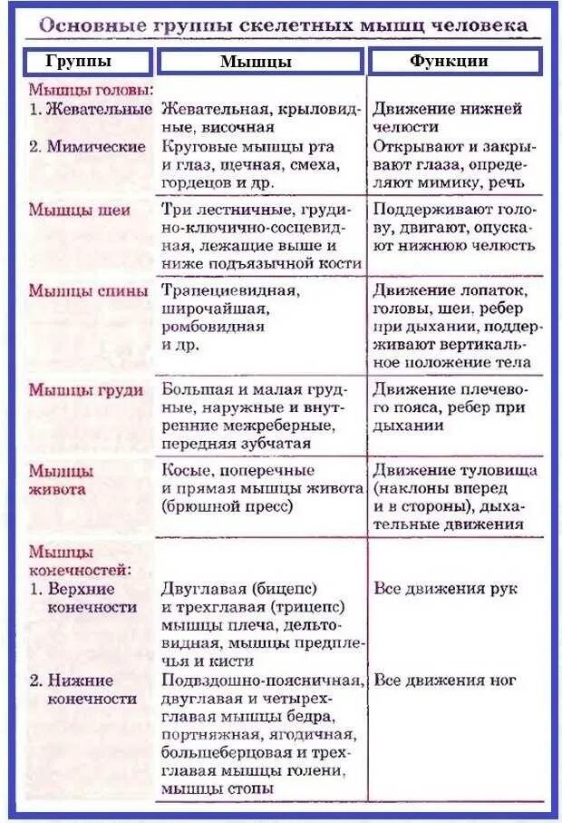 Мышцы особенности строения и функции. Таблица мышц их расположения и функции. строение и функции мышц человека таблица. основные мышцы тела человека и их функции. мышечная система строение и функции 8 класс таблица.