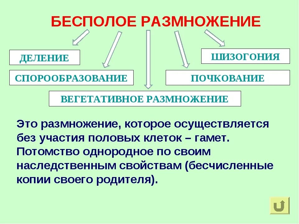 Биология как размножаются