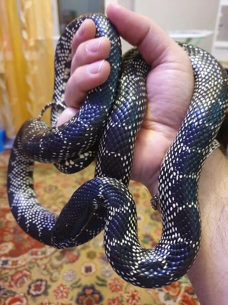 Авито змеи. Lampropeltis getula "brooksi" var. "Lavender". Змея Юла. Змея авито Белгород.