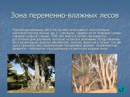 Растительный мир переменно влажных лесов