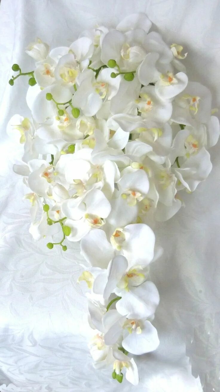 Орхидея кристальный водопад фото How long I've been growing Phalaenopsis orchids in water culture and subscriber