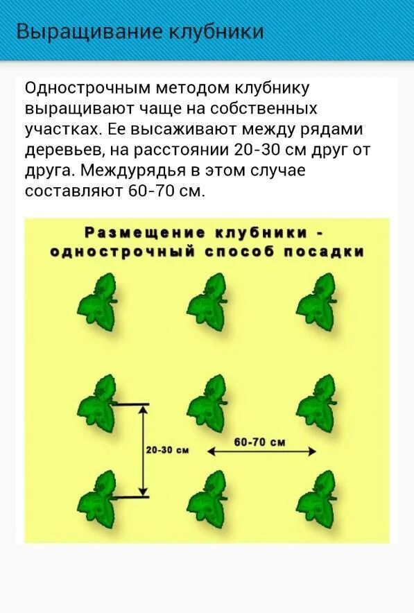 План выращивания клубники. Технологическая карта выращивания клубники. Карта по выращиванию клубники. Протокол для выращивания клубники. Календарь работ по выращиванию земляники.