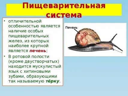 Моллюски способ пищеварения
