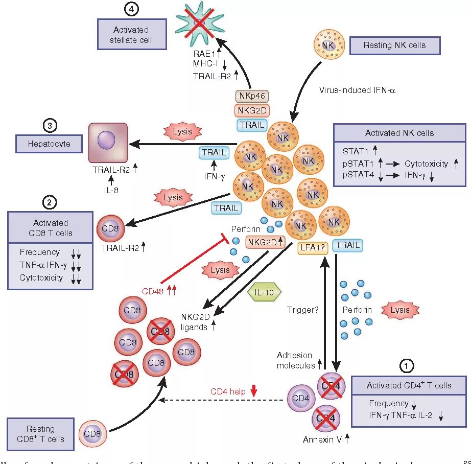 Pathogenesis of acute Hepatitis. The pathogenesis of Viral Hepatitis. Markers of Hepatitis virus. Hepatitis b pathogenesis. Hcv 1 2