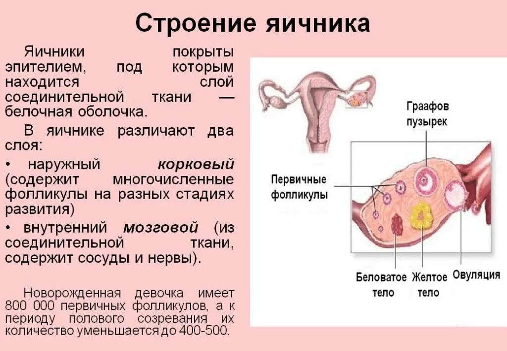 Строение яичника анатомия. Яичники расположение строение функции. Строение женского яичника. Яичник функции анатомия.