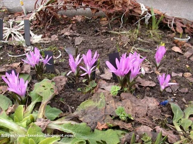 Это первоцвет мелкозубчатый #Primula_denticulata , звезда из Гиммалаев наших апр